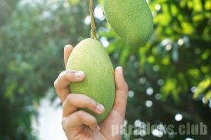 Erek Erek Mangga