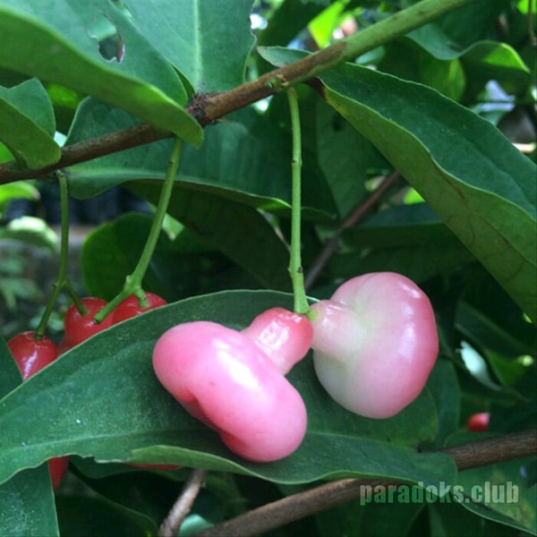 Erek Erek Jambu Air